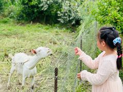 -小鱼草莓采摘园农家乐·小鱼餐厅