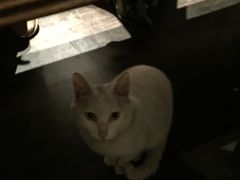 -泡桐树孙二娘私房菜
