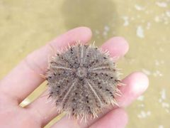 -那香海钻石沙滩浴场