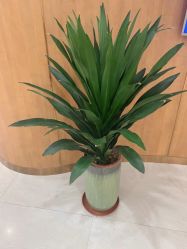 -新生植发·植养护一体