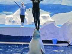 -秦皇岛乐岛海洋王国