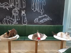 -安格丽娜·狗咖·猫咖羊驼咖(春熙路百盛商场店)