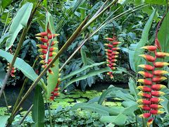 -中国科学院西双版纳热带植物园