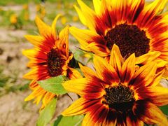 -嘉北郊野公园