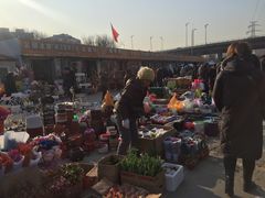 -中环花鸟鱼虫市场