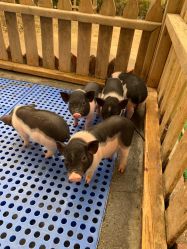 -萌宠亲子动物乐园(槐房万达店)