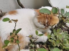 -喵屿·大理花园猫咖