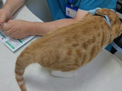 -中农国际动物医院24小时·猫科·骨科·急重症中心
