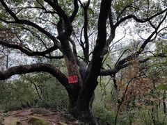 -杭州半山国家森林公园