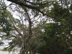 -大湾区中央湿地公园
