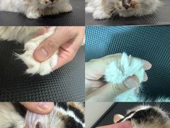 -悠尼宠物·独立低压伊珊娜洗护·美容·寄养(兰谷路店)