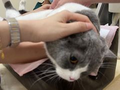 -瑞派康怡24h宠物医院·犬猫医疗中心·微创绝育(瑞景分院)