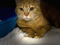 -爱妮康宠物医院·干细胞免疫细胞·肿瘤·心脏(张江店)