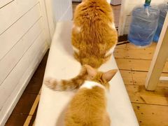 -猫猫幼稚园·撸猫·桌游·电玩