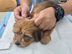 -瑞派动物医院·猫专科·至诚(江南中分院)