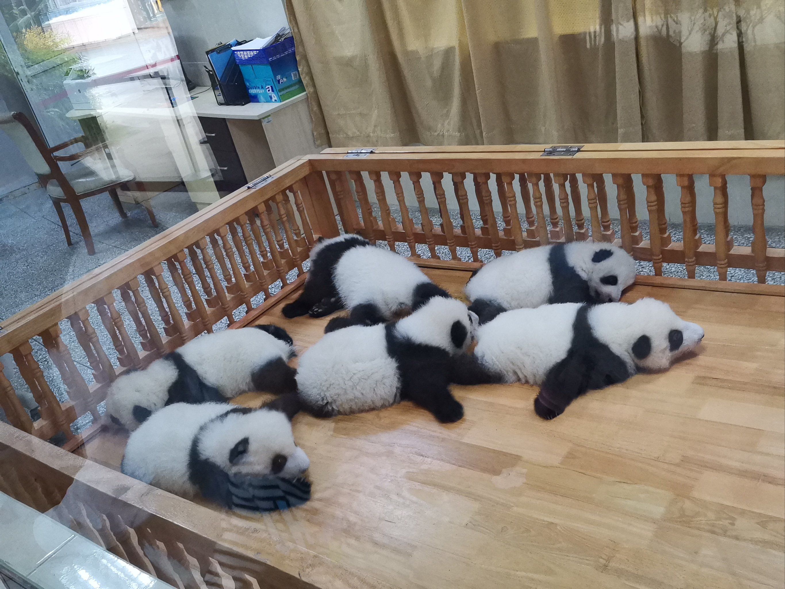 可爱的大熊猫幼崽