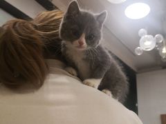 -猫十亿·布偶金渐层·曼基康矮脚猫舍(青年路店)