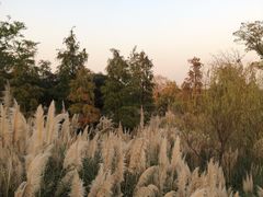 -贡湖湾湿地公园
