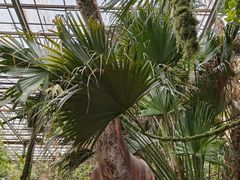 -呀路古热带植物园