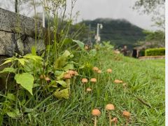 -马峦山郊野公园