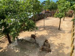 -西霞口神雕山野生动物世界