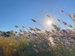 -大兴滨河森林公园