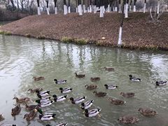 -西安浐灞国家湿地公园