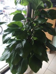 丽锦美容美发(田村店)-LJOY丽锦造型·烫发染发