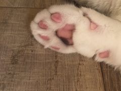 -CAT’S MEWSTAR CAFE·喵星球猫屋(晴湾咖啡店)