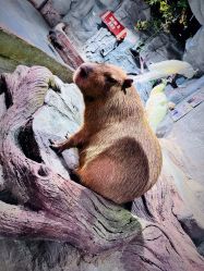 -Zoolung Zoolung动物主题公园(海信广场店)