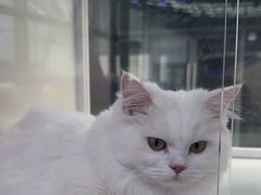 -小猫来了·猫舍(红山六九七九店)