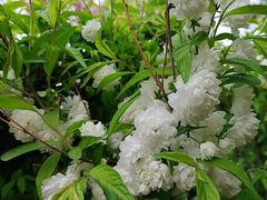 -长白岛森林公园