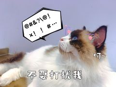 -爪爪喵星球·猫舍(前海卓越店)