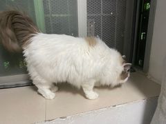-创凡宠物医院·骨专科  猫科中心(西乡分院)