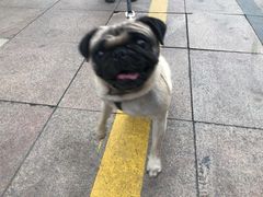 -派特宠物医院(圆融广场店)