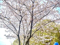 -高东镇樱花园