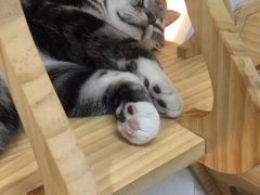 -猫和宫(六道口店)