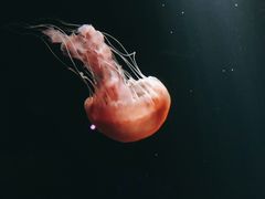 -欢乐海岸海洋奇梦馆