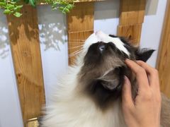 -青奢宠物·青奢猫舍