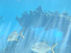 -海棠湾洲际-涛·海底餐厅·美人鱼·自助餐·海底隧道