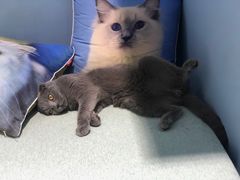 -喵的天空名猫咖啡馆·撸猫·猫舍·用品