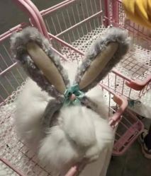 -萌兔星空蹦床撸兔馆