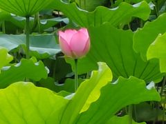 -荔湾湖公园