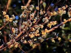 -上海吴淞炮台湾国家湿地公园