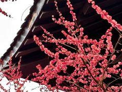 -洋湖国家湿地公园