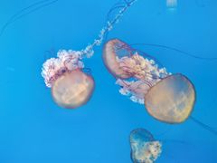 -太平洋海底世界