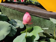 -广州莲花山旅游区