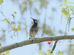 -北京麋鹿生态实验中心