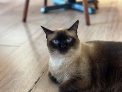 -有猫主题·治愈系猫咖(曾厝垵店)