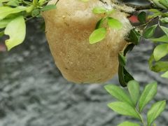-云溪植物园